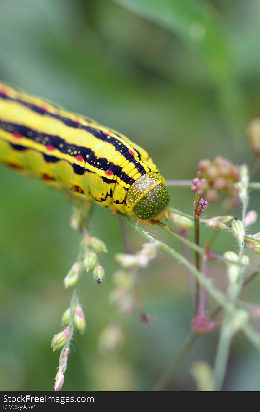 Bright yellow caterpillar hanging nibbling on leaves and flowers. Bright yellow caterpillar hanging nibbling on leaves and flowers.