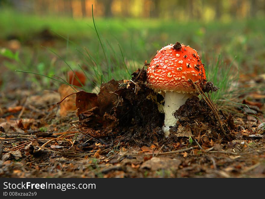 Mushroom (Amanita Muscaria)