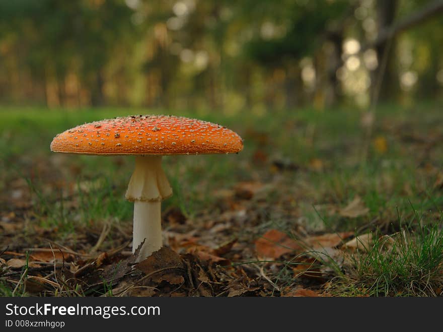 Mushroom(Amanita Muscaria)