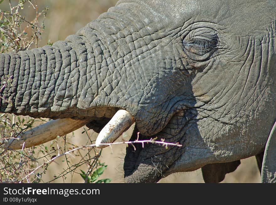 Close up of an African Elephant Kruger National park. Close up of an African Elephant Kruger National park