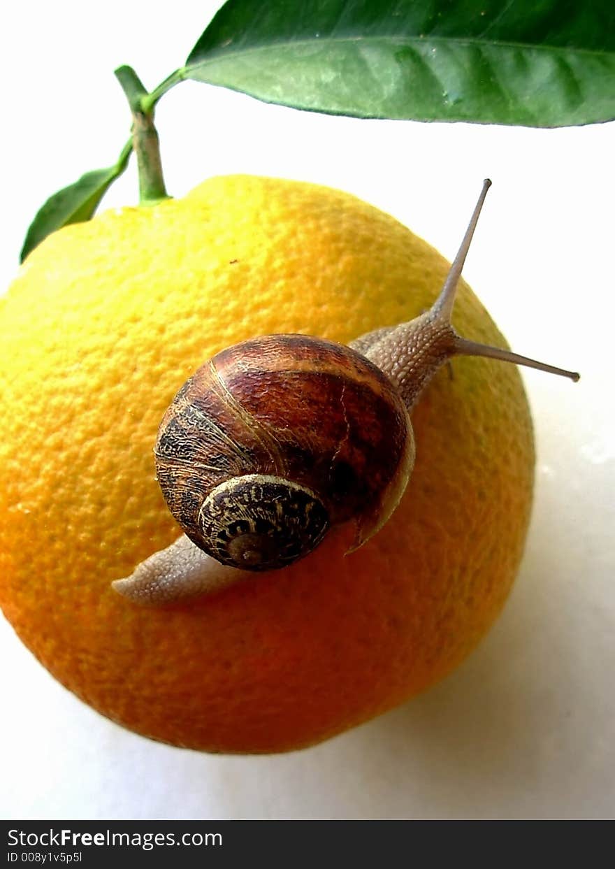 Snail And Orange