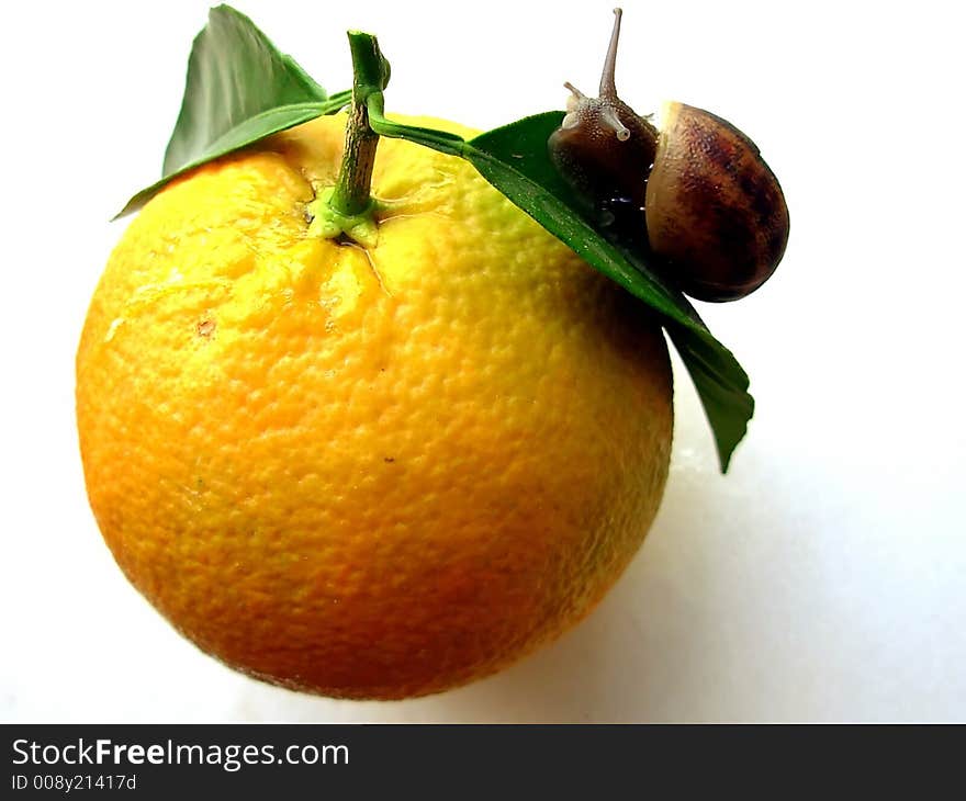 Snail And Orange II