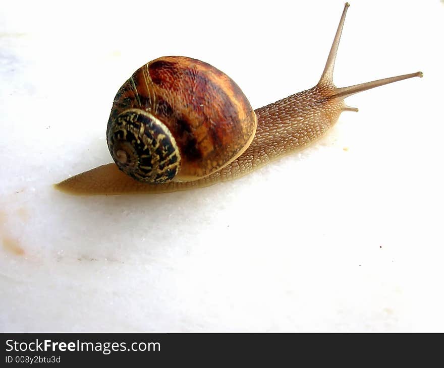 Small snail, photo focus on head and house