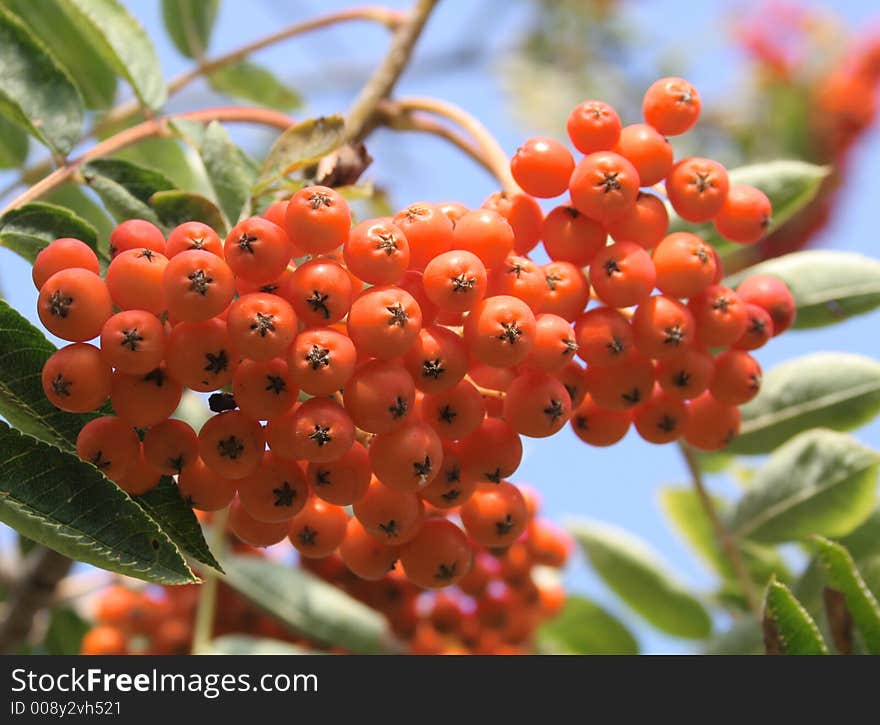 Rowan berry in sunshine