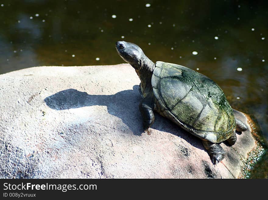 Turtle Sunbathing on Rock