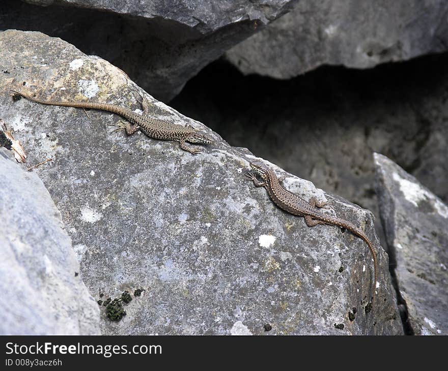 Two lizards sitting on a warm rock. Two lizards sitting on a warm rock.