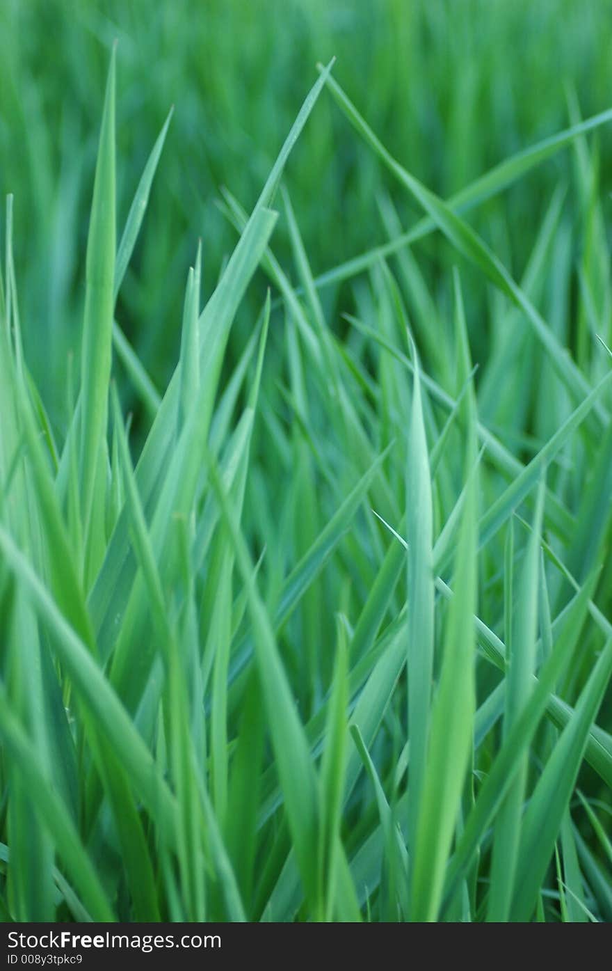 Long Grass In A Field