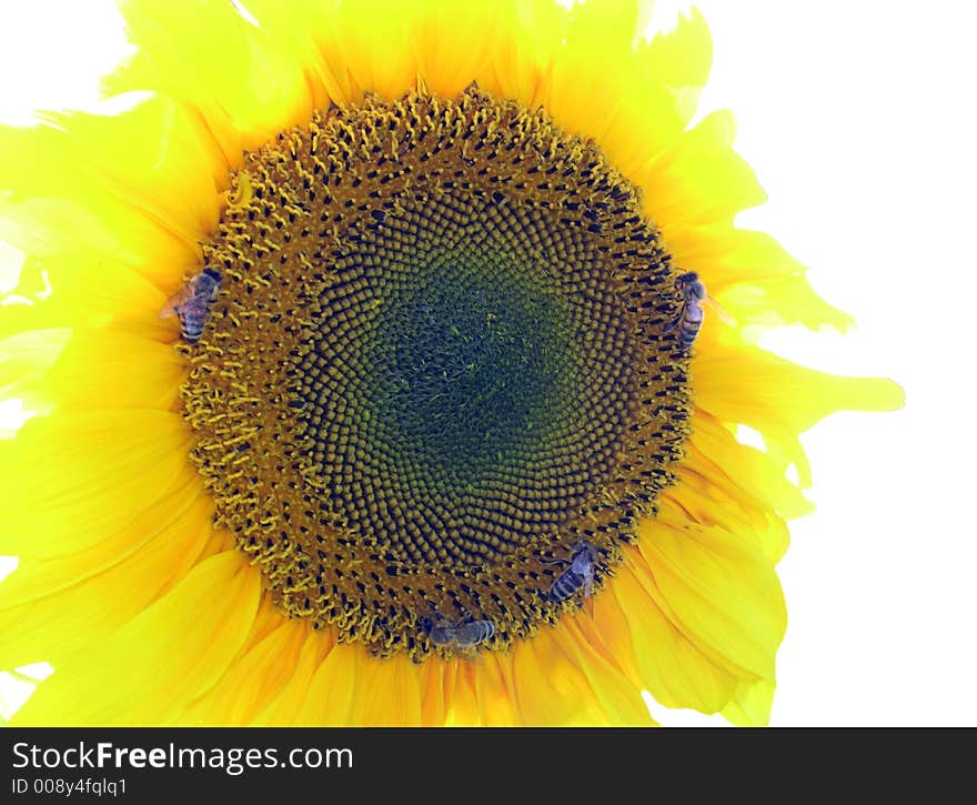 Sunflower  with bees in back light