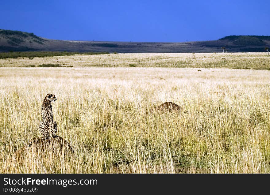 Cheetah on Termite Mound