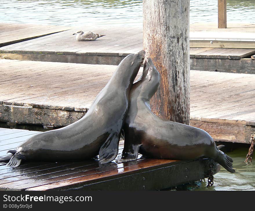 Sea Lions