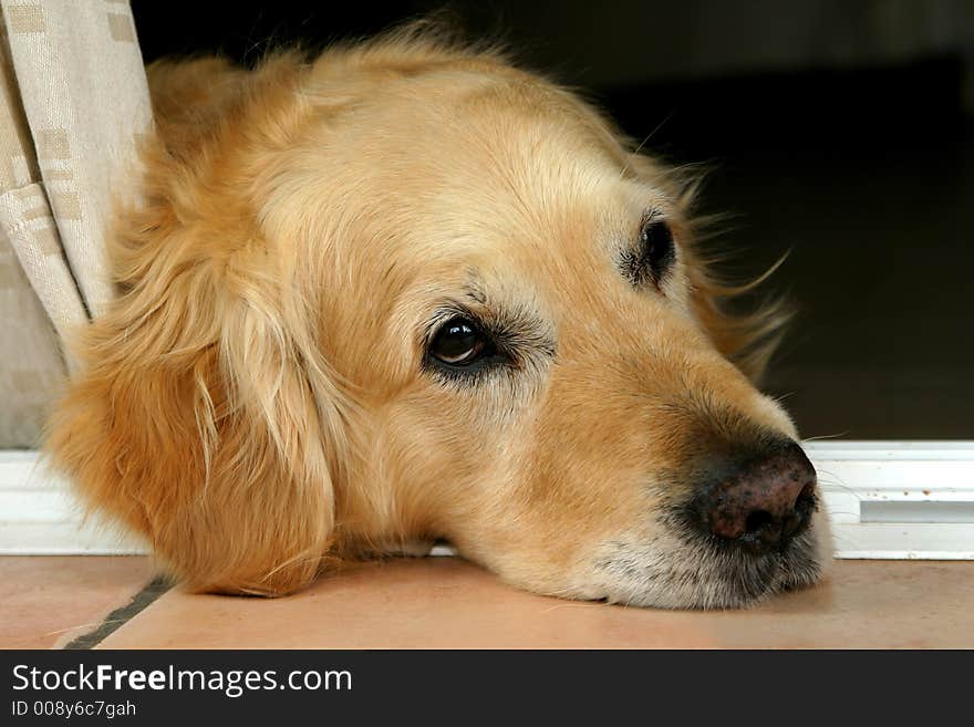 Photo of a sad, bored golden retriever. Photo of a sad, bored golden retriever.