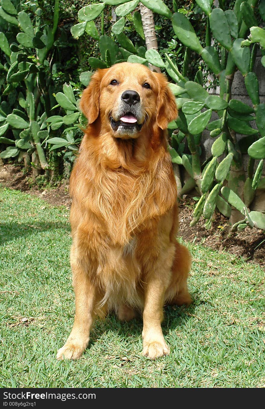 Golden retriever sit