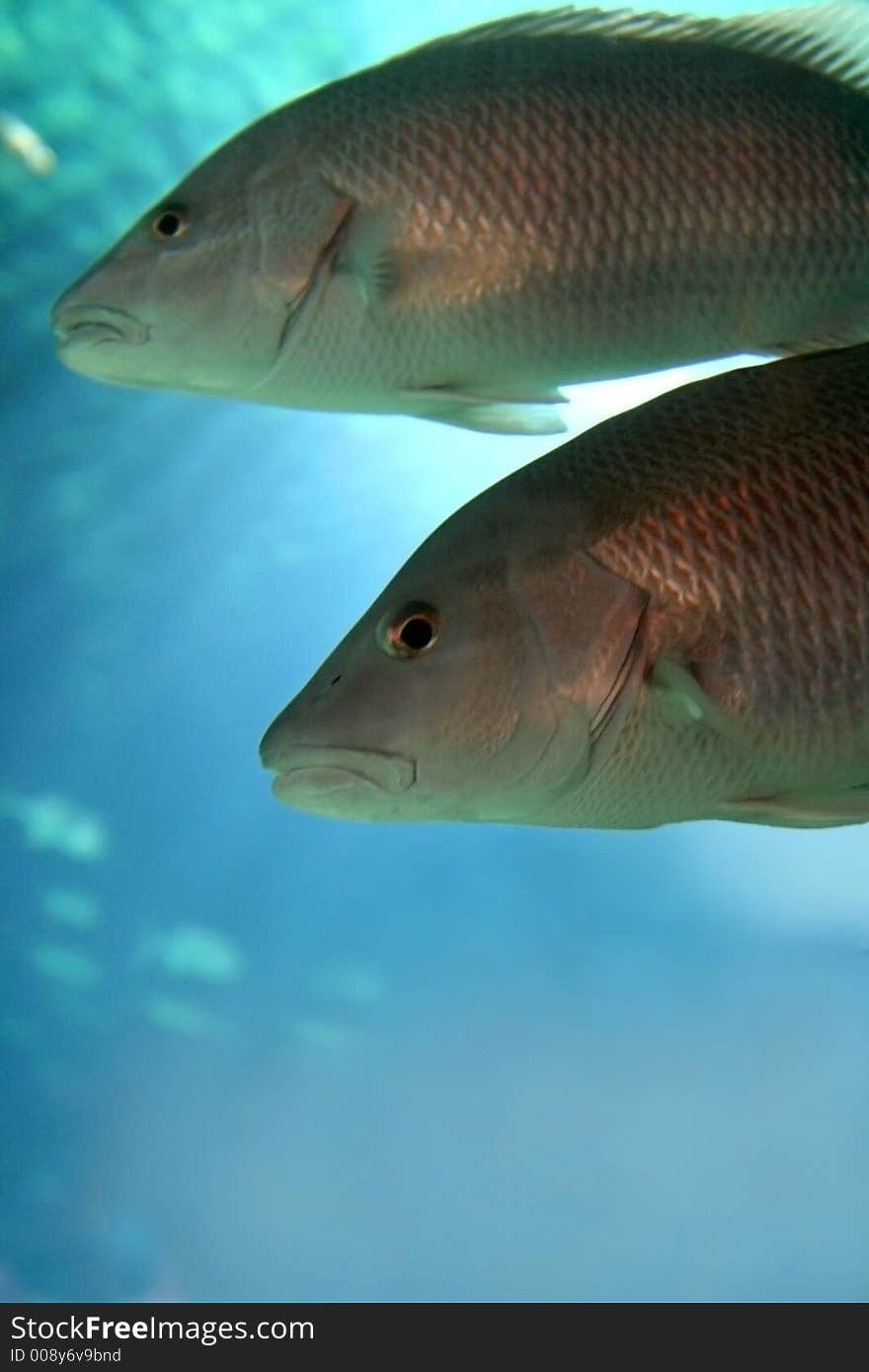 Fish swimming in a salt water aquarium. Fish swimming in a salt water aquarium