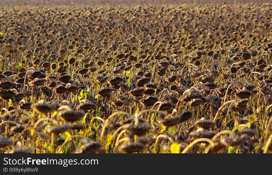 A perspective 3d-like view on farm field full with sea of ripe sunflowers. A perspective 3d-like view on farm field full with sea of ripe sunflowers