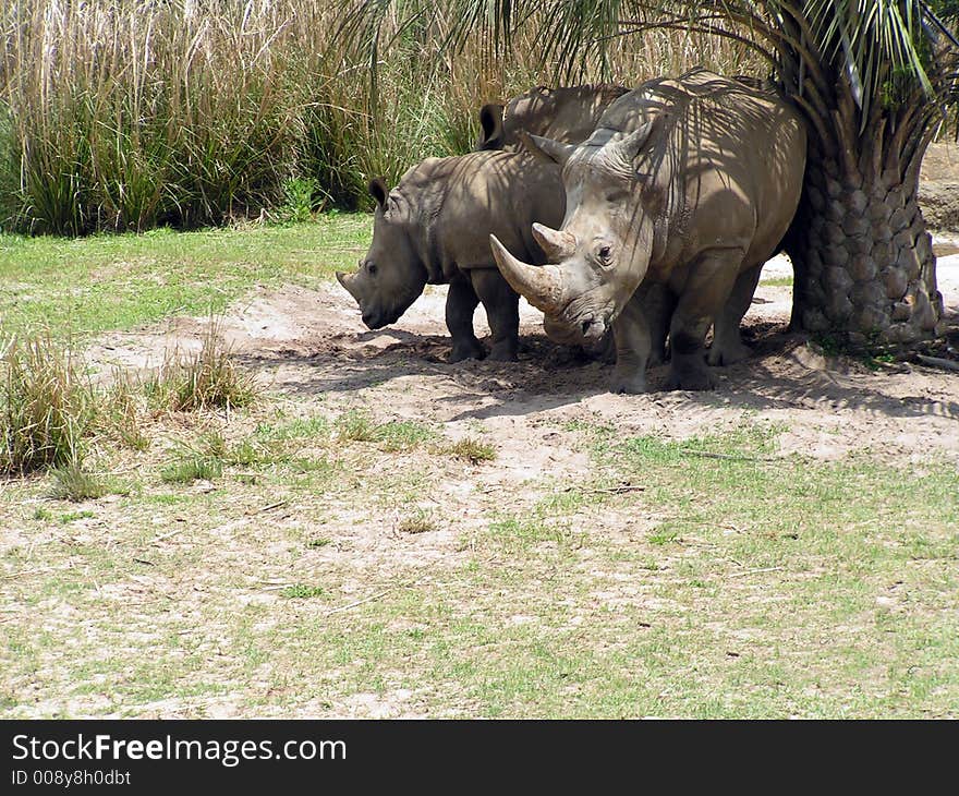 Two rhinoceros on a green field