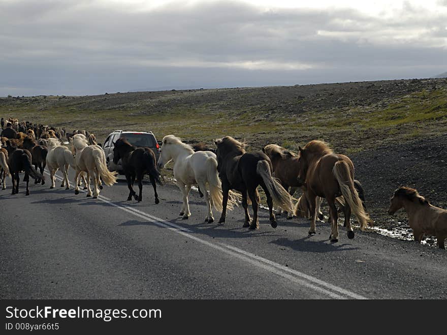 Icelandic horses passing the road