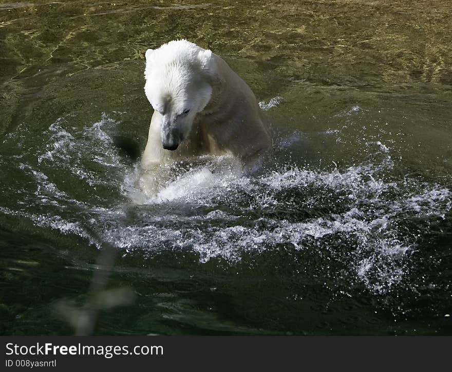 Bear in the Water