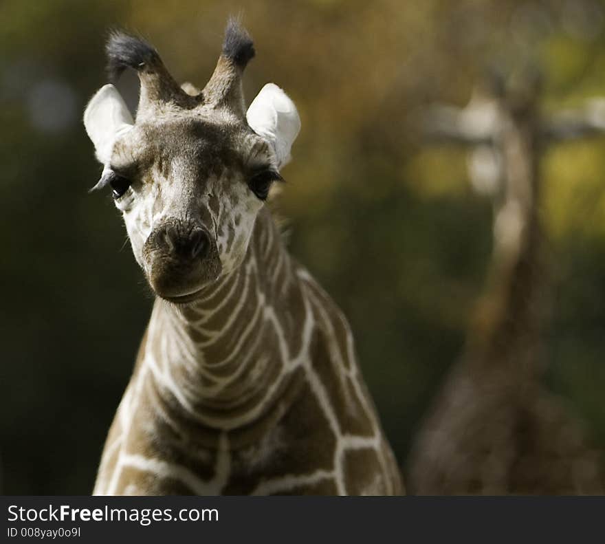 Baby giraffe being inquisitive and checking out his surroundings. Captive setting. Shot with Canon 5D. Baby giraffe being inquisitive and checking out his surroundings. Captive setting. Shot with Canon 5D.