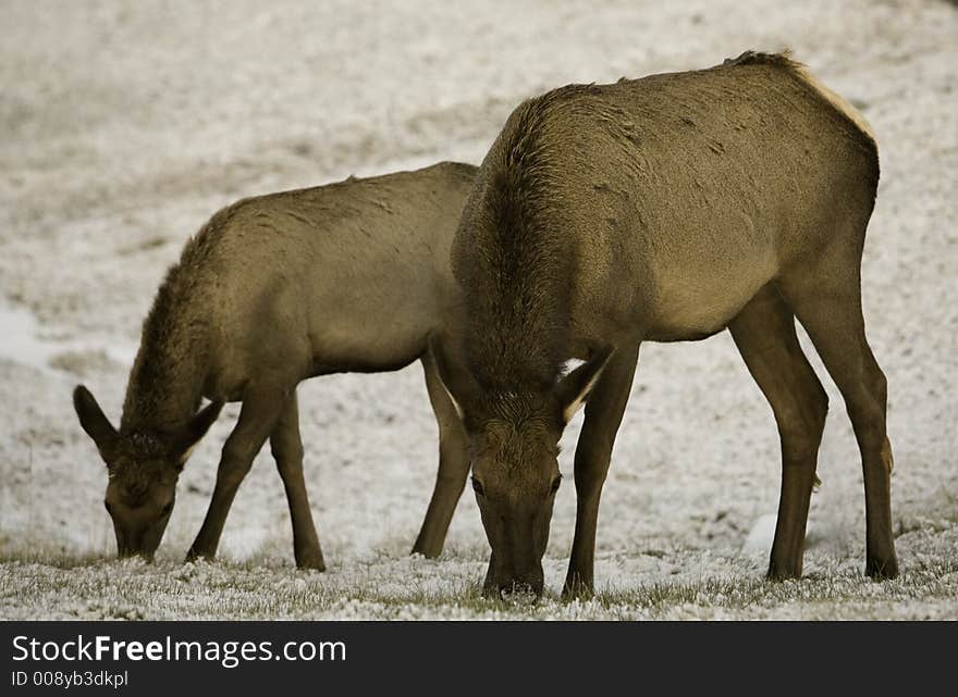 Mother and daughter feeding after a light snowfall. Mother and daughter feeding after a light snowfall.