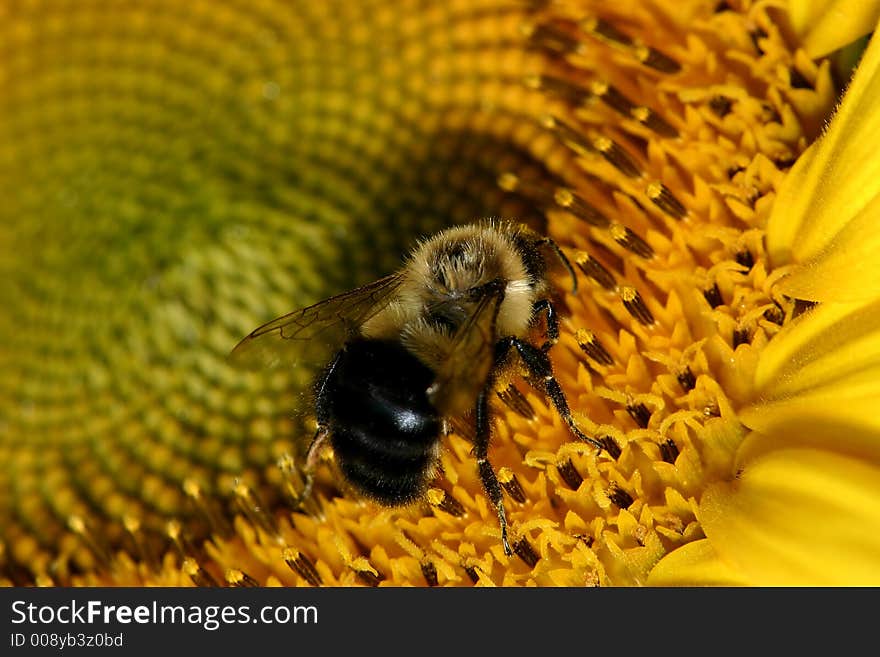 A macro of a bee on a sunflower. A macro of a bee on a sunflower