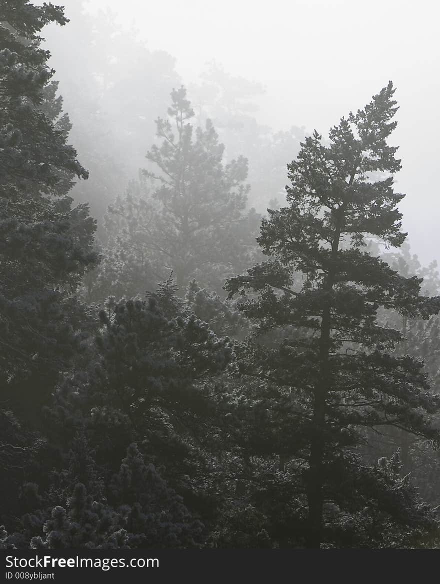 Pine trees shrouded in early moring snow fog and melting steam. Pine trees shrouded in early moring snow fog and melting steam.