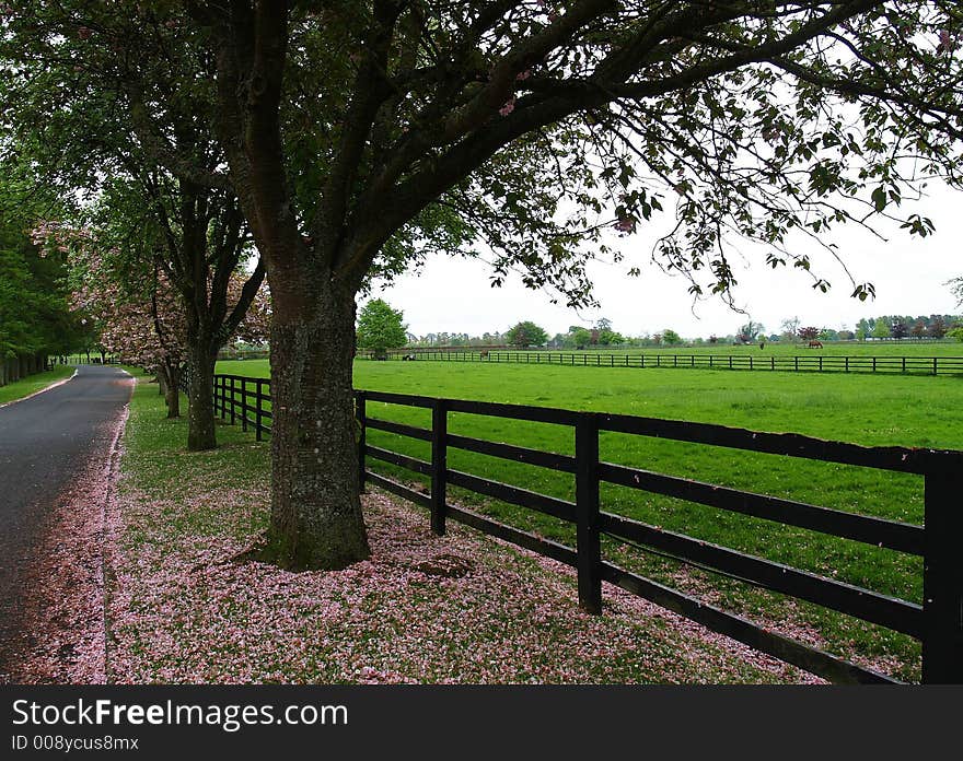 A picture of an Irish meadow