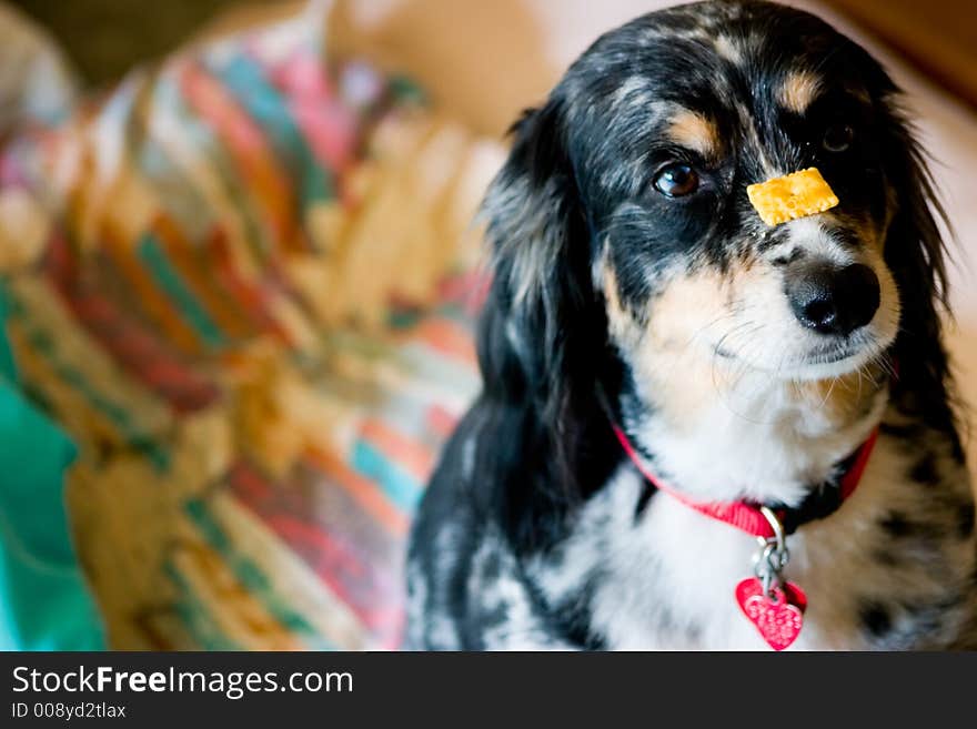 Photo of Australian Shepard dog.  Dog steadying a cracker on its nose ready to grab it on command. Photo of Australian Shepard dog.  Dog steadying a cracker on its nose ready to grab it on command.