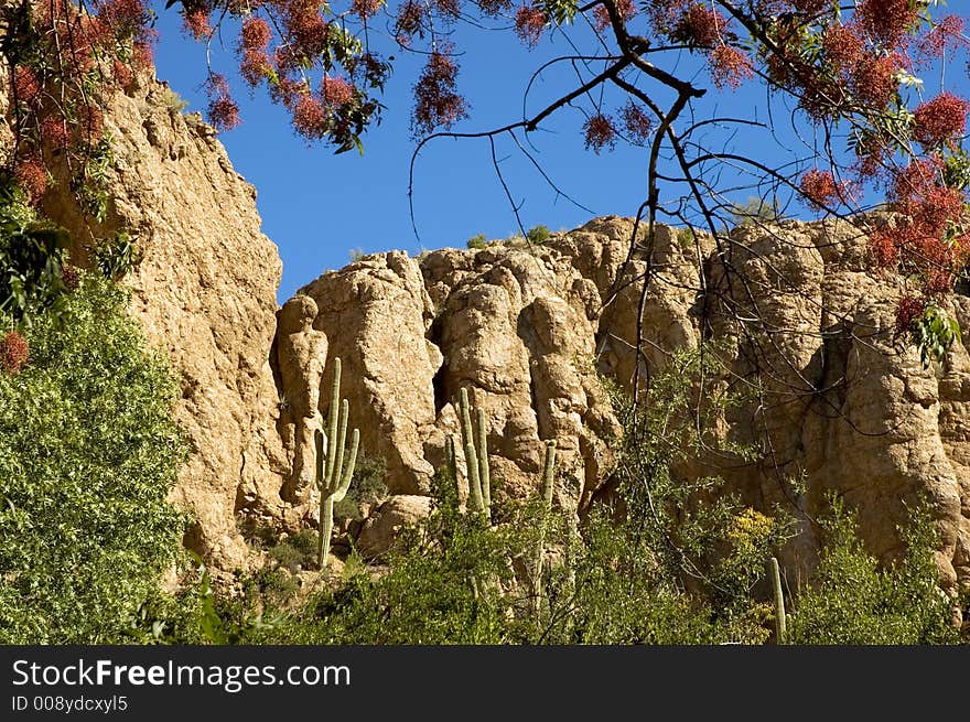 Saguaro cactus in the background framed by fall colors. Saguaro cactus in the background framed by fall colors