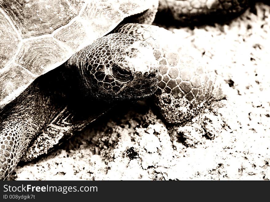 Turtle from Homassasa Springs in Florida.  Nice texture and detail.