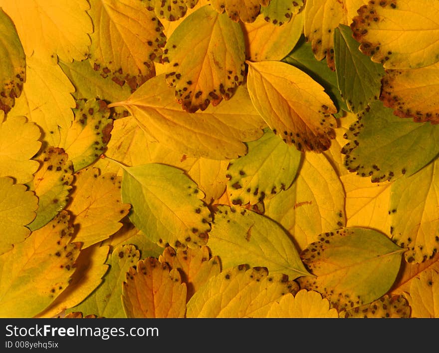 Autumn leaves in the yellow colors of autumn, perfect for backgrounds. Autumn leaves in the yellow colors of autumn, perfect for backgrounds