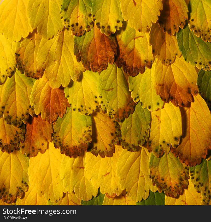 Yellow leaves pattern