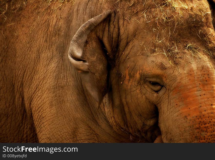 Close-up of an elephant with straw on his head and back. Close-up of an elephant with straw on his head and back