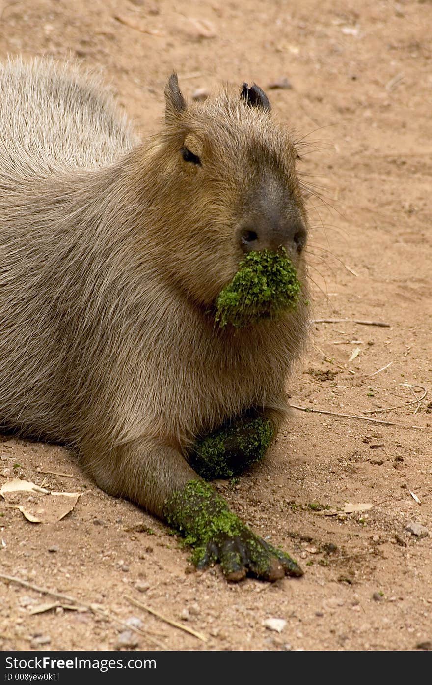 A Giant rat resting after drinking from green swamp water