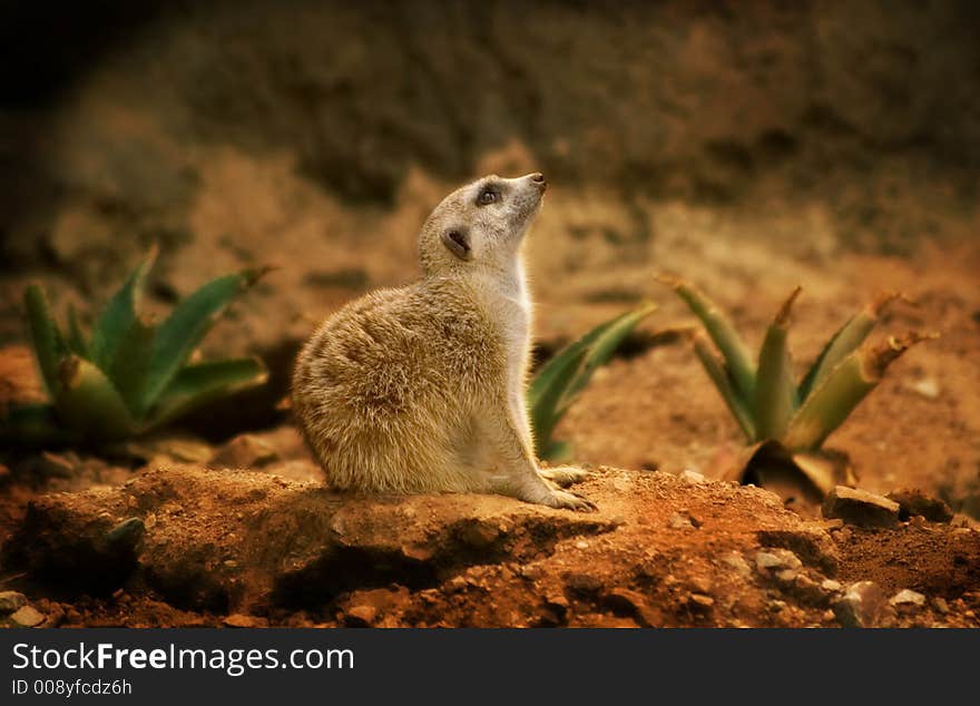 A profile of a meerkat, a member of the mongoose family