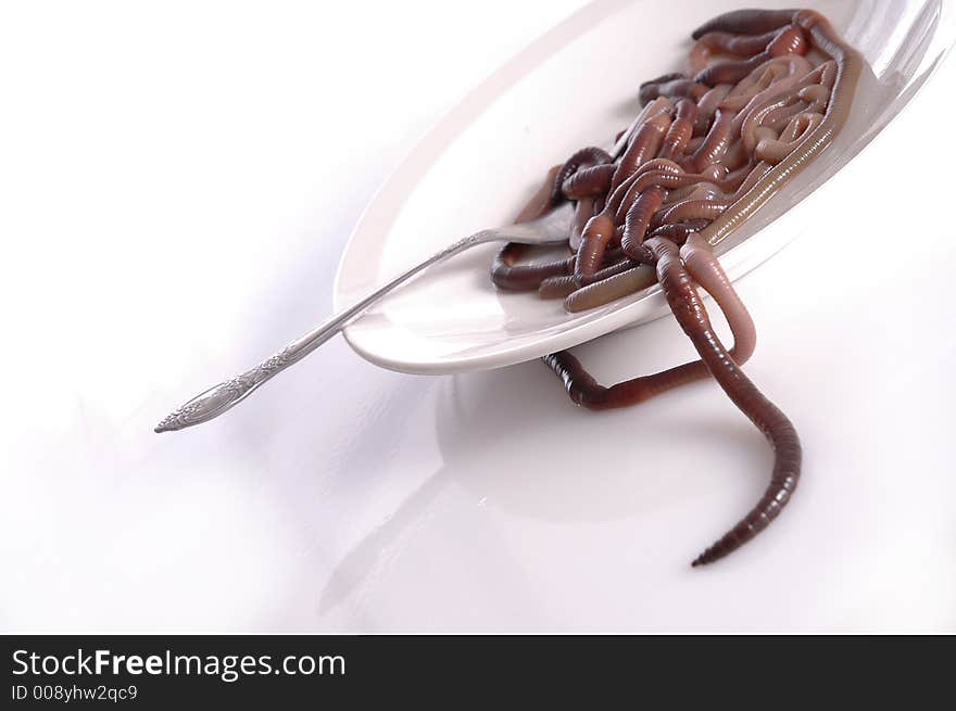 A plate of worms against a white background. A plate of worms against a white background.