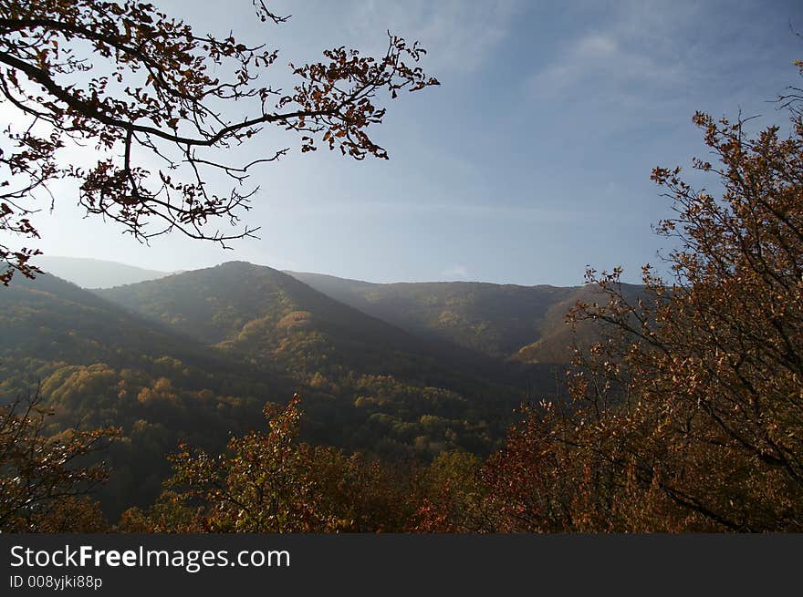 Autumn forest