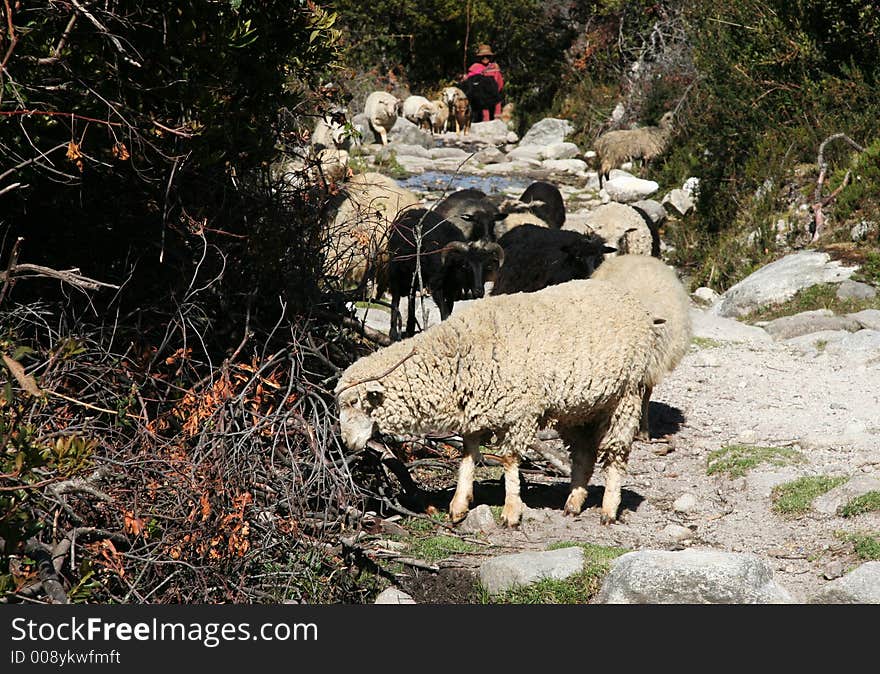 Sheeps on the trail in Peru. Sheeps on the trail in Peru