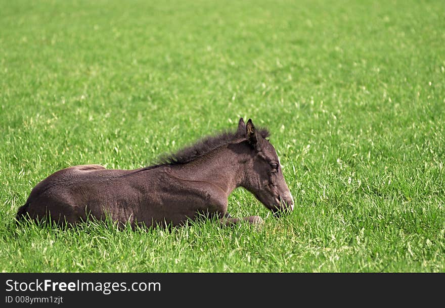 Baby of horse