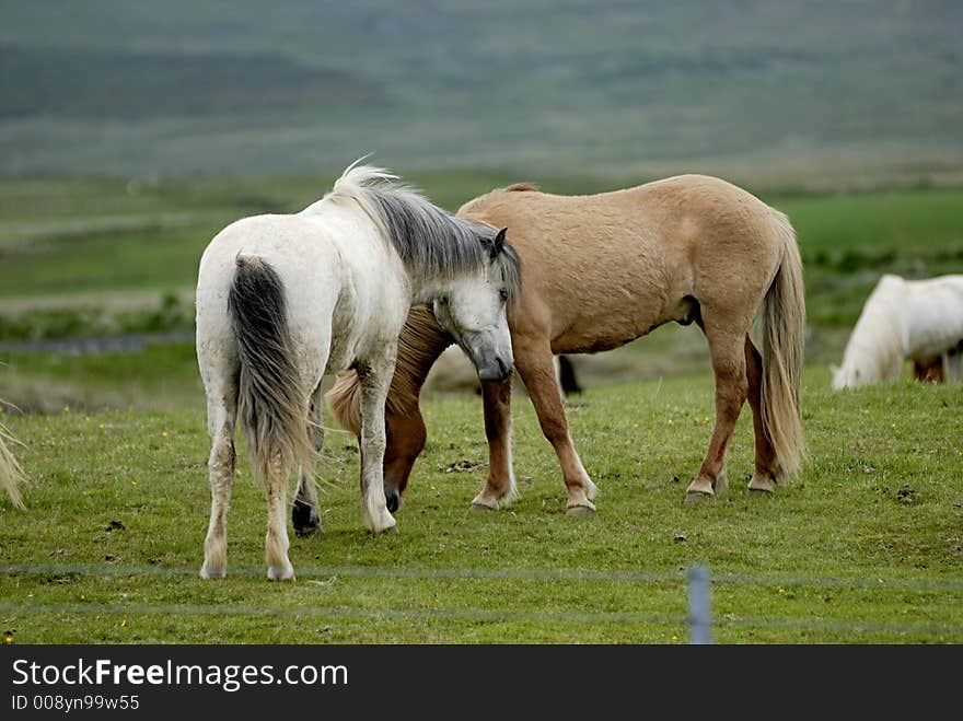 Horses nestling to each other on grass field in Iceland. Horses nestling to each other on grass field in Iceland.