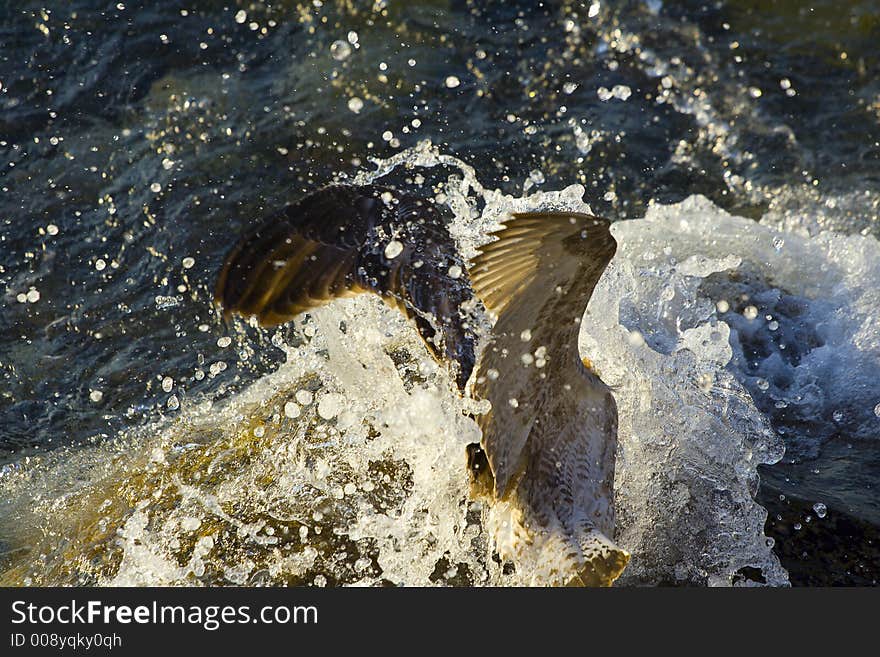 Brood of sea