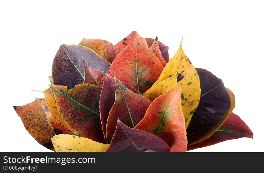 Collection of autumnal leaf