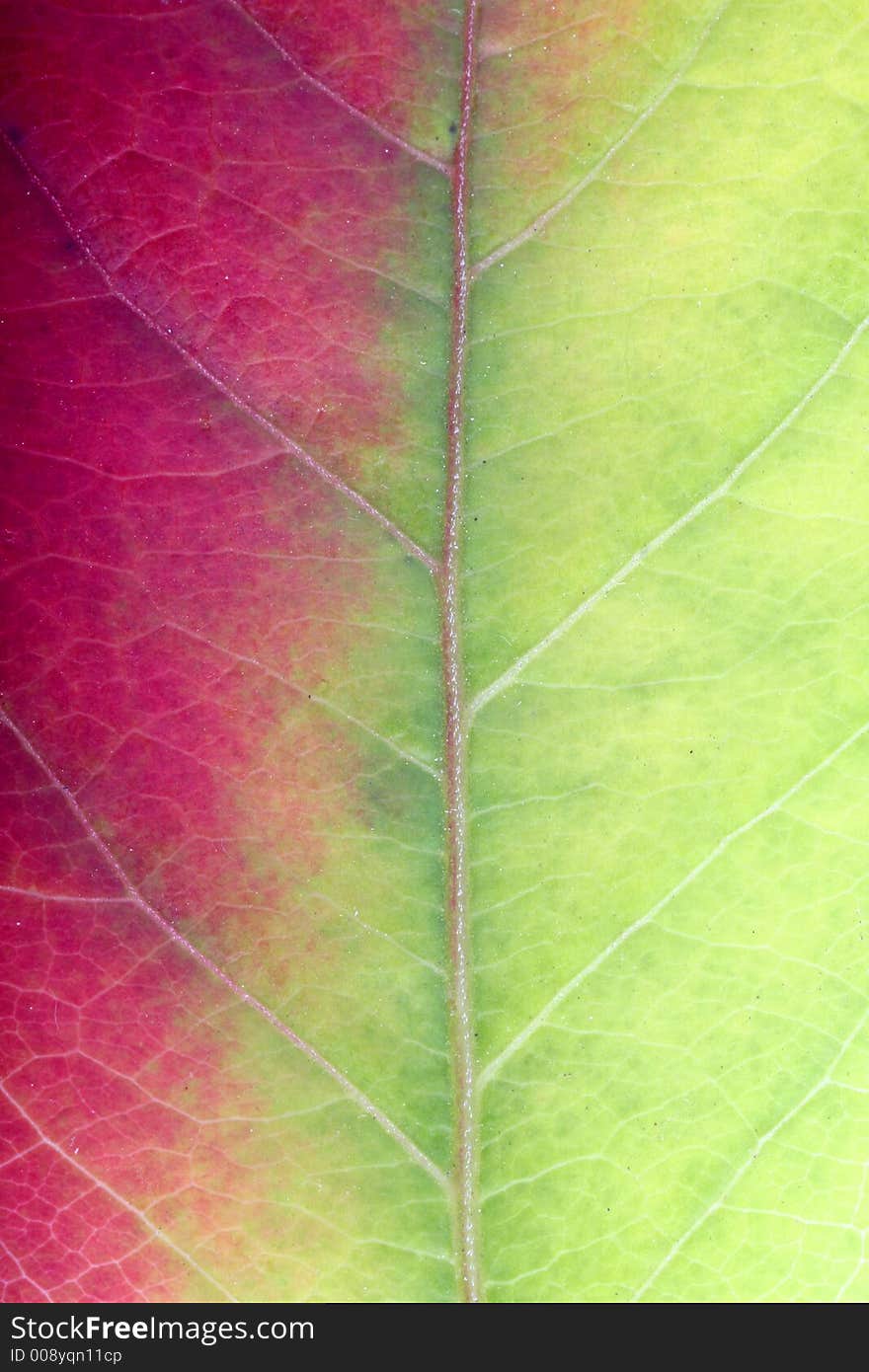 Close Up Of A Red-green Leaf