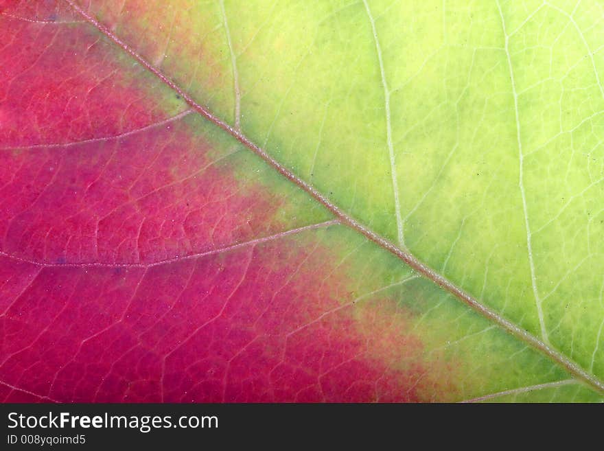 Close Up Of A Red-green Leaf