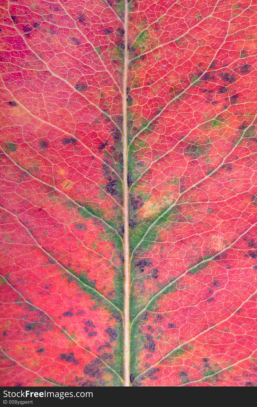 Close up of a red-green leaf