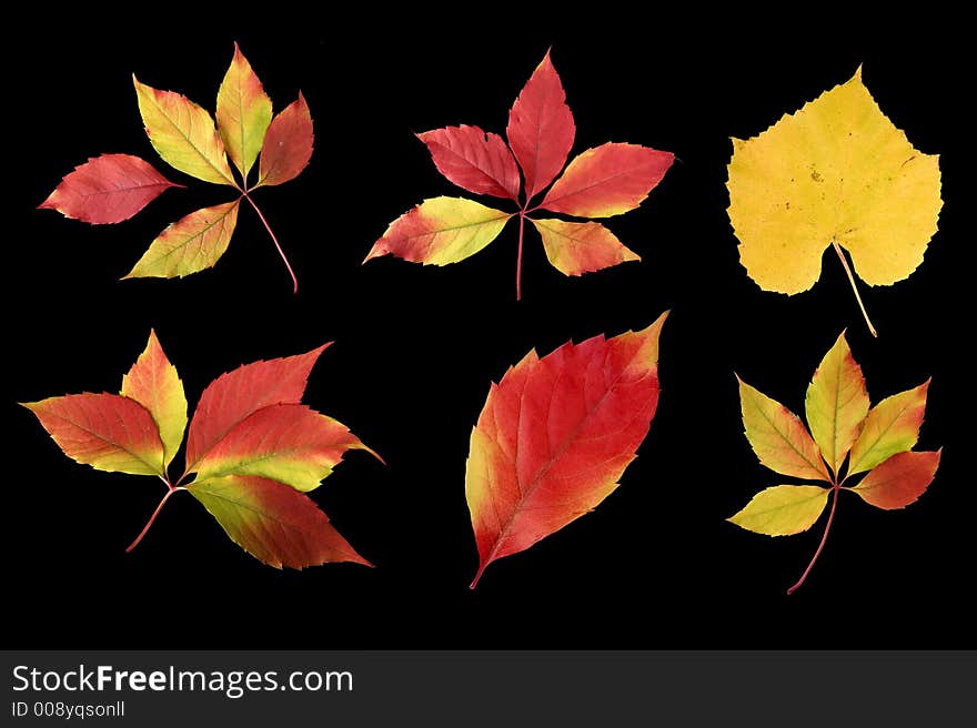 Colorful image of autumn leaves separated on black background