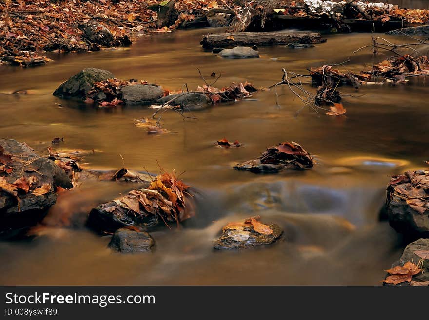 Dead leaves in a river.