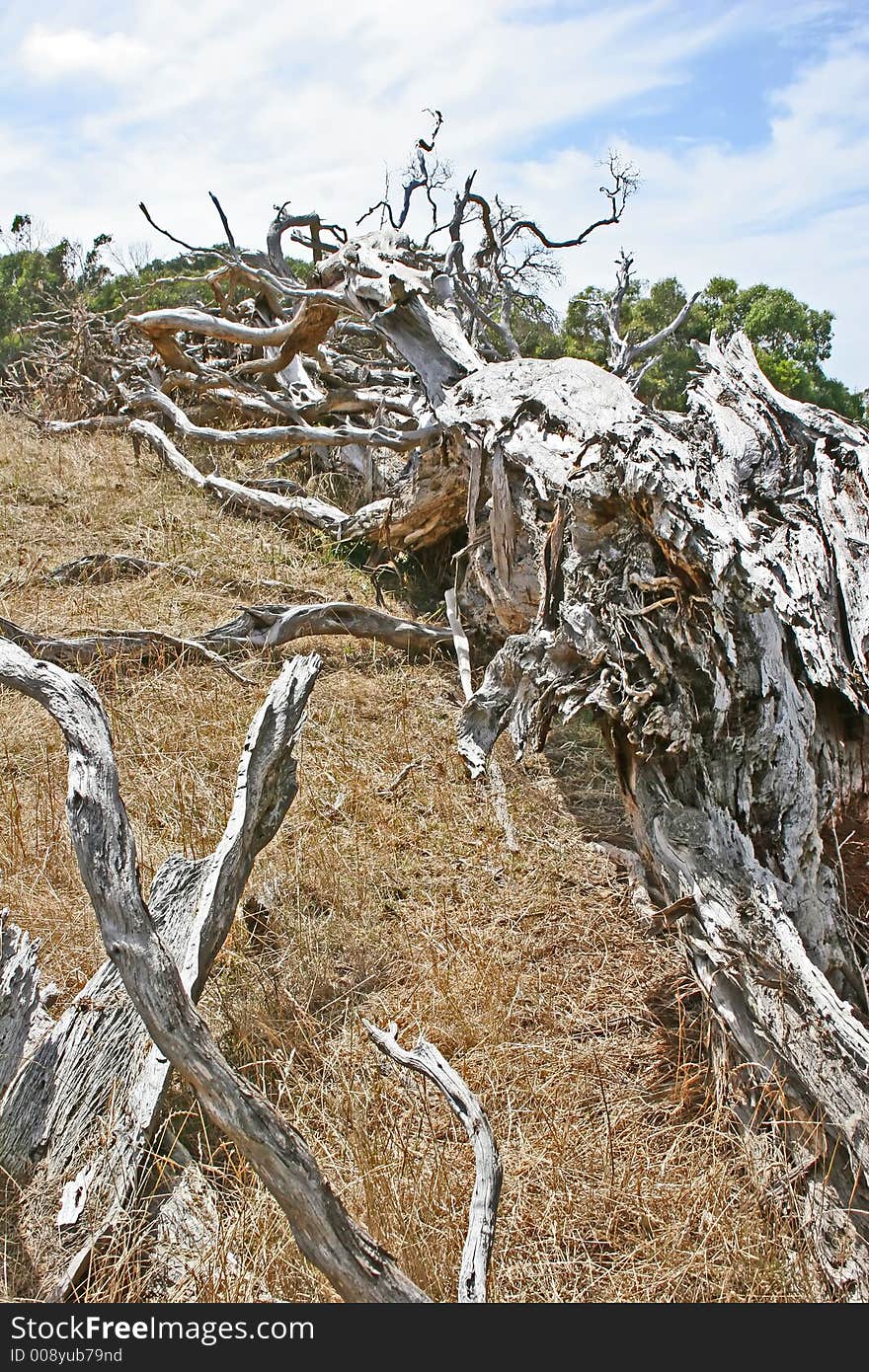 Dead tree at the australian outback (Victoria, Australia)