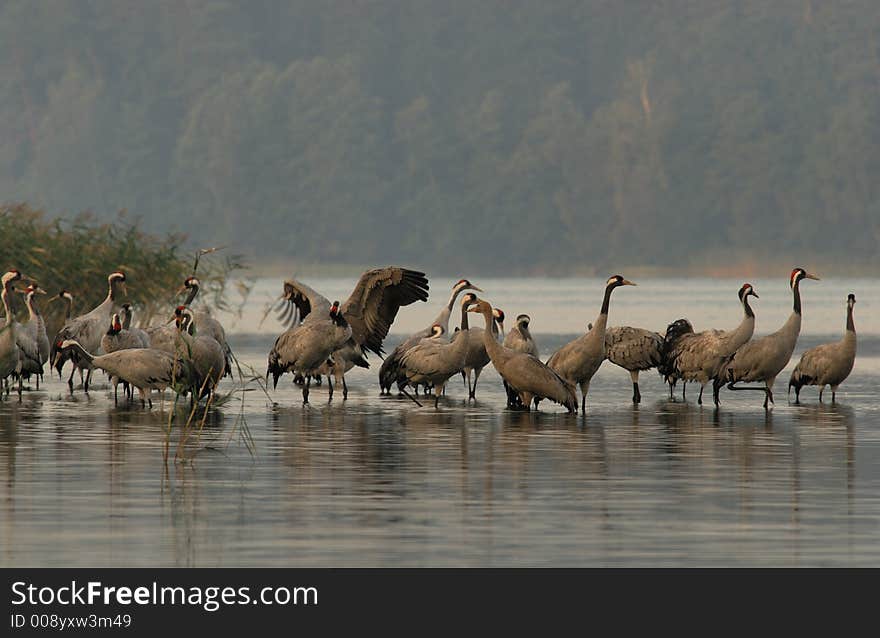 Cranes(Grus Grus)