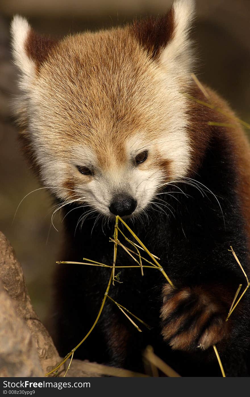 Animal - Red Panda (Ailurus Fulgens)