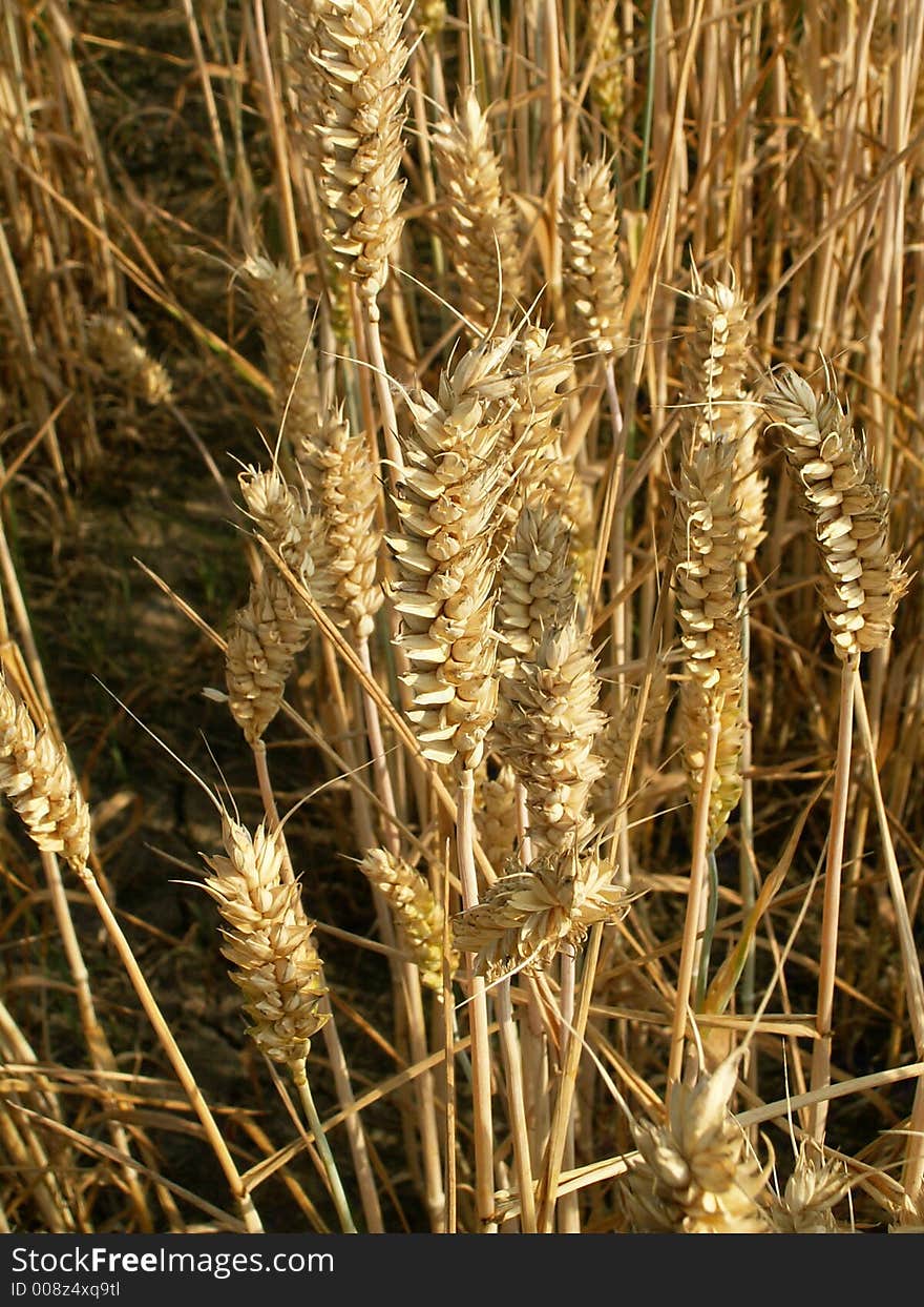 Detail of the gold corn